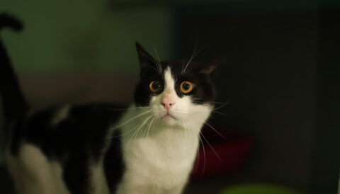 חתול אימוץ- אגודת צער בעלי חיים