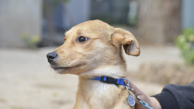 כלב לאימוץ- צער בעלי חיים ישראל