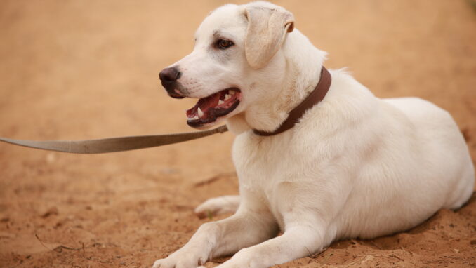 כלב לאימוץ- צער בעלי חיים ישראל