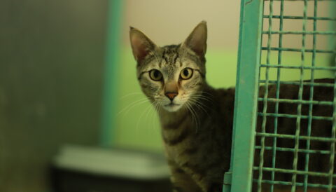 חתול אימוץ- אגודת צער בעלי חיים