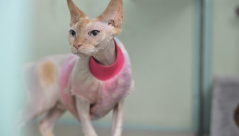 חתולה לאימוץ- צער בעלי חיים