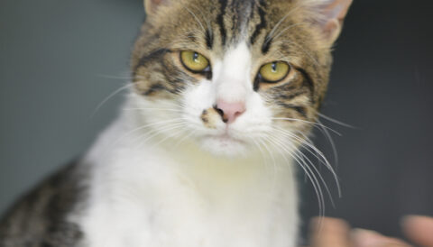 חתול אימוץ- אגודת צער בעלי חיים