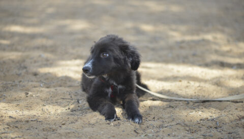 גורה לאימוץ- צער בעלי חיים ישראל