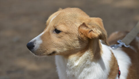 גורה לאימוץ- צער בעלי חיים ישראל