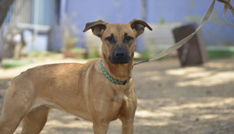 כלבה לאימוץ- צער בעלי חיים ישראל