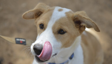גורה לאימוץ- צער בעלי חיים ישראל