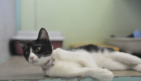 חתולה לאימוץ- צער בעלי חיים