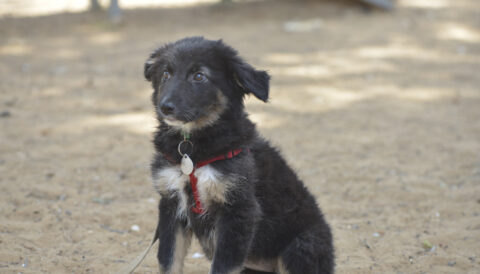 גורה לאימוץ- צער בעלי חיים ישראל
