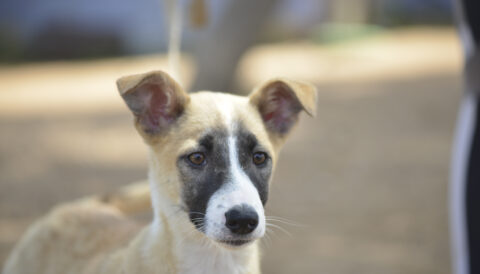 כלב לאימוץ- צער בעלי חיים ישראל