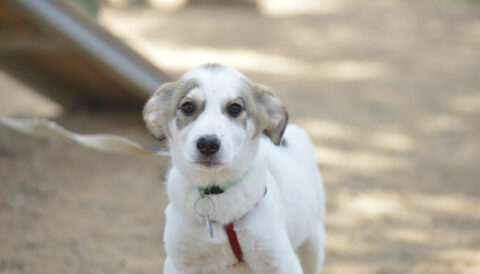 גורה לאימוץ- צער בעלי חיים