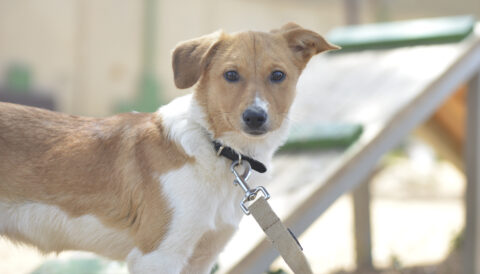 גורה לאימוץ- צער בעלי חיים ישראל