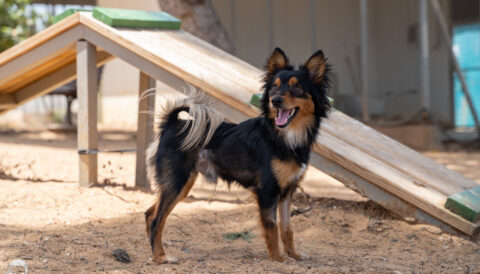 כלב לאימוץ- צער בעלי חיים ישראל