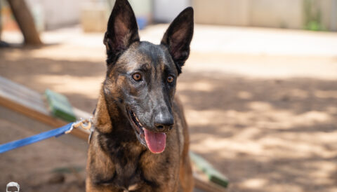 כלב לאימוץ- צער בעלי חיים ישראל