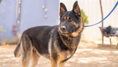 כלב לאימוץ- צער בעלי חיים ישראל