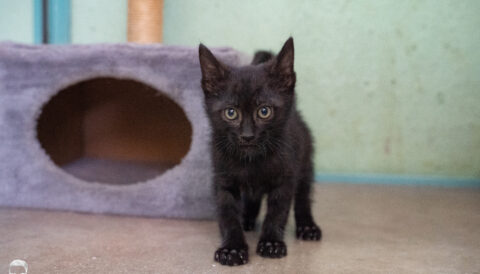 חתול לאימוץ- צער בעלי חיים