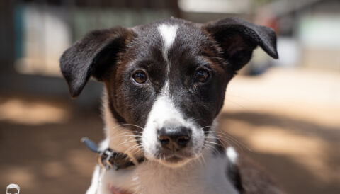 כלב לאימוץ- צער בעלי חיים ישראל