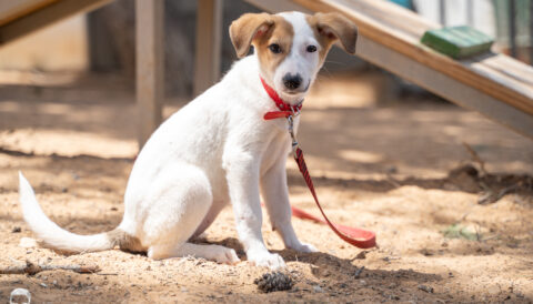 כלבה לאימוץ- צער בעלי חיים ישראל