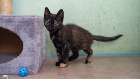 חתולה לאימוץ- צער בעלי חיים