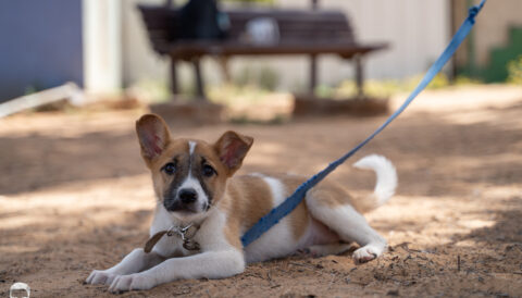 רוז גורה לאימוץ- צער בעלי חיים ישראל